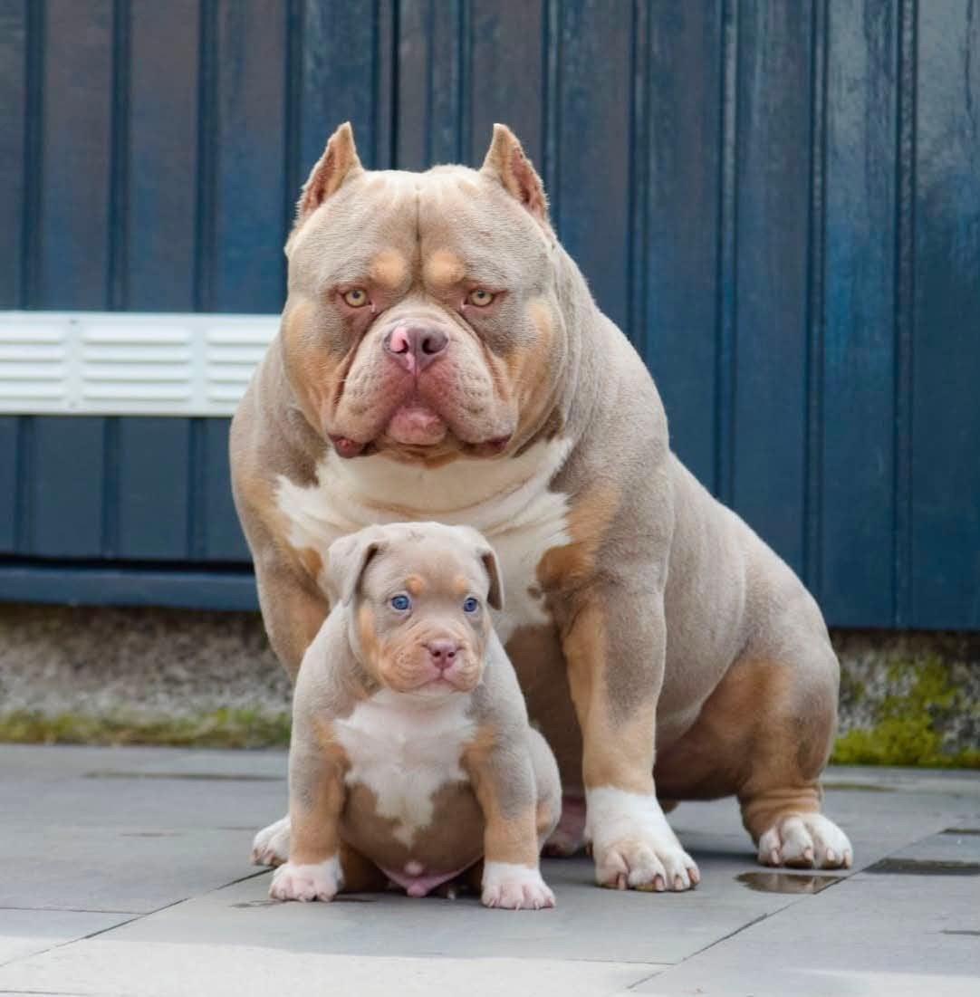 08-07-2026 american pocket bully van Gr Ch Big Bounty, Dieren en Toebehoren, Overige rassen, 8 tot 15 weken, Meerdere, Meerdere dieren