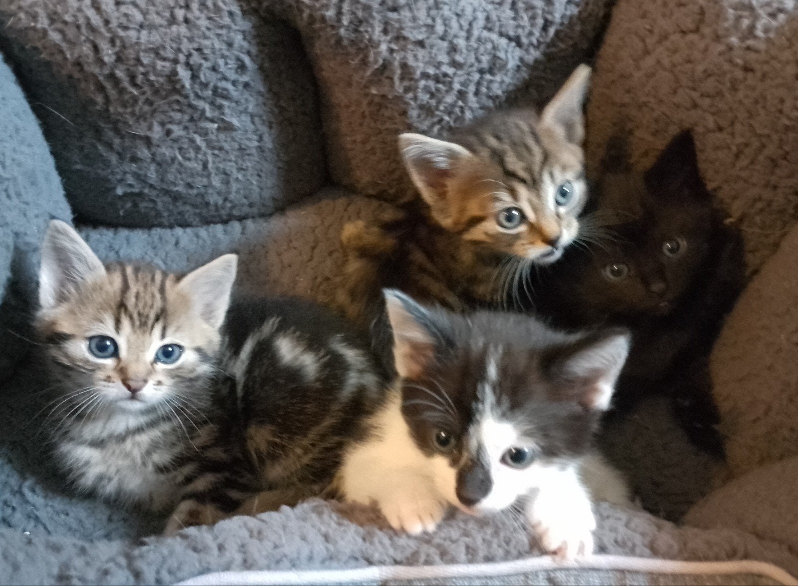 Lieve, sociale kittens met cyperse tekening, Meerdere dieren, Kortharig, 0 tot 2 jaar