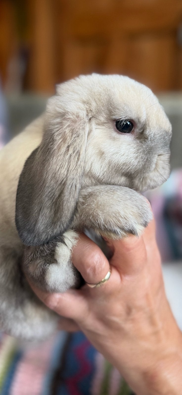 Ik zoek Satijnen Hangoor Dwerg NHD konijn jong, Dieren en Toebehoren, Konijnen, Geslacht onbekend, Dwerg, Hangoor, 0 tot 2 jaar