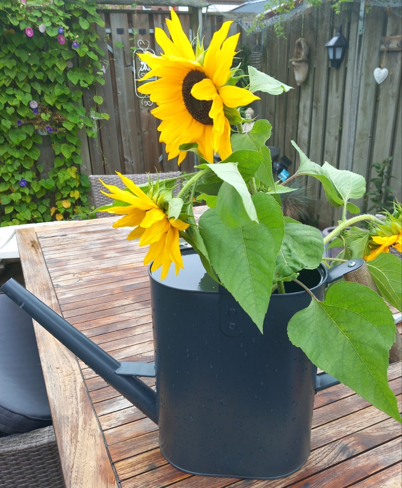 metalen gieter, Ophalen of Verzenden, Bloeit niet, Overige soorten, Volle zon