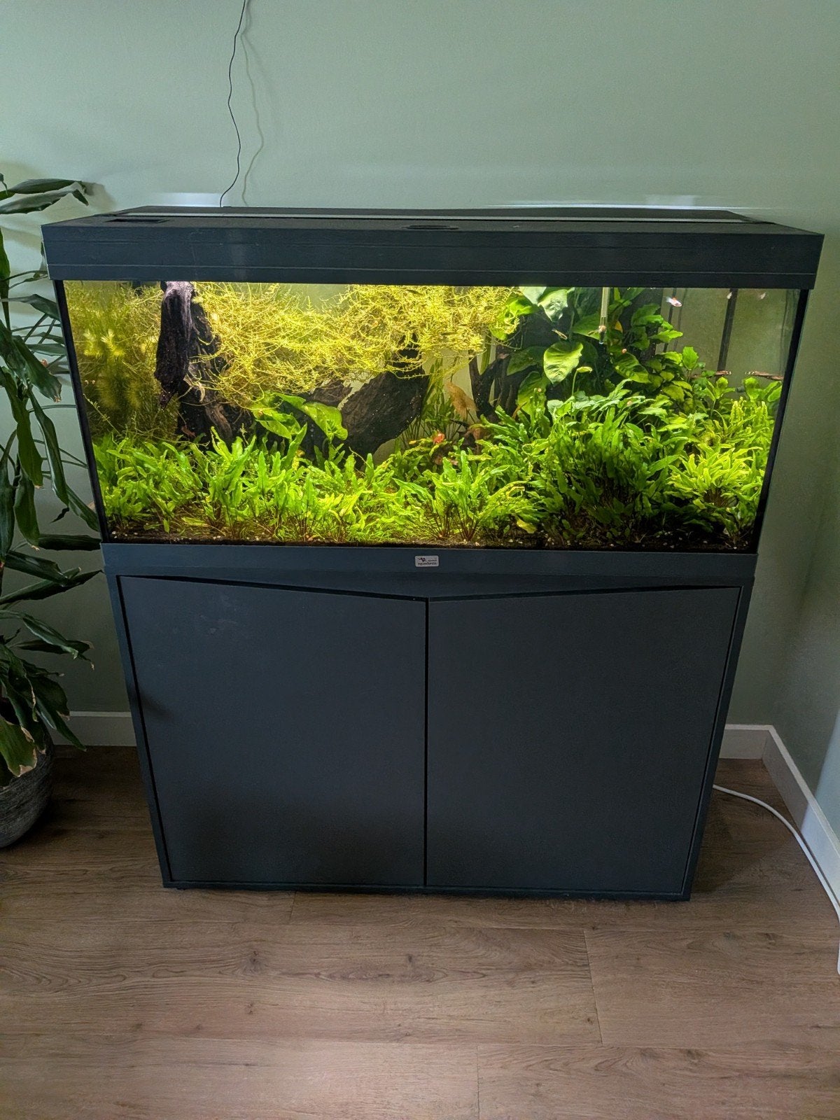 Aquatlantis Volga 180 antraciet, Dieren en Toebehoren, Aquatlantis, Ophalen, Inclusief vissen, Gevuld zoetwateraquarium