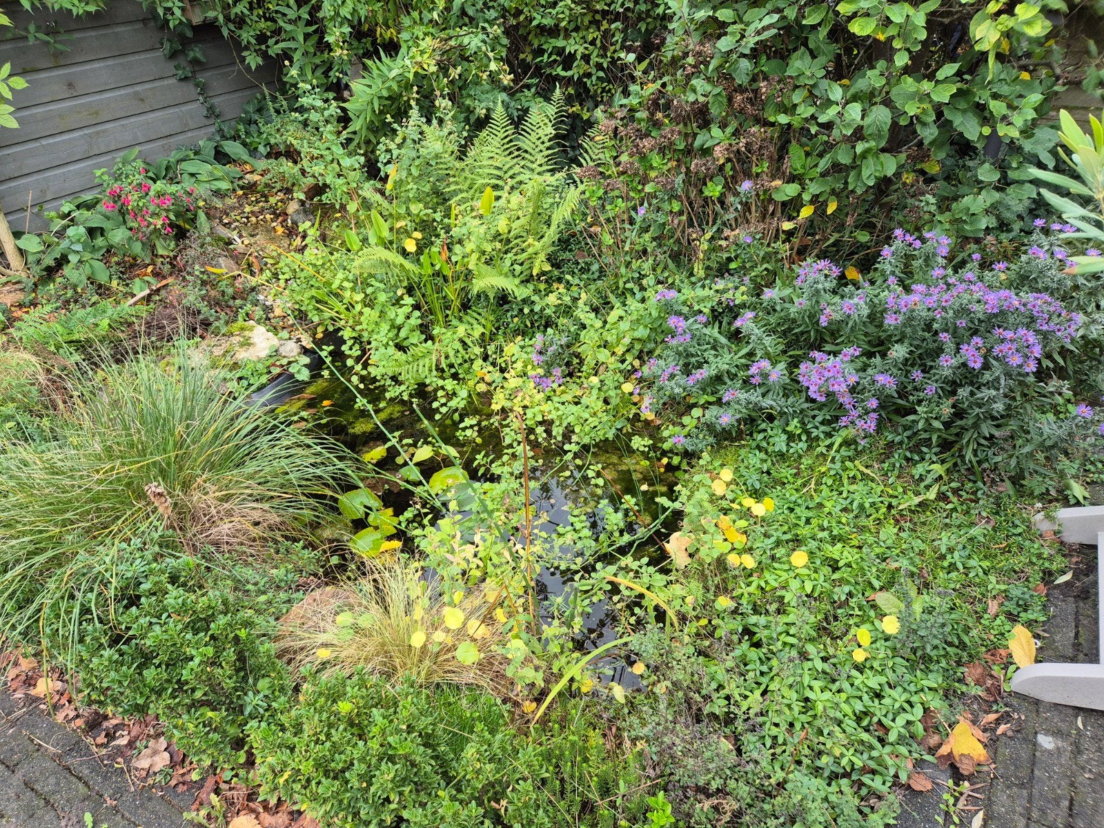 Vijver inclusief vissen, planten, pomp en waterval, Ophalen, Gebruikt