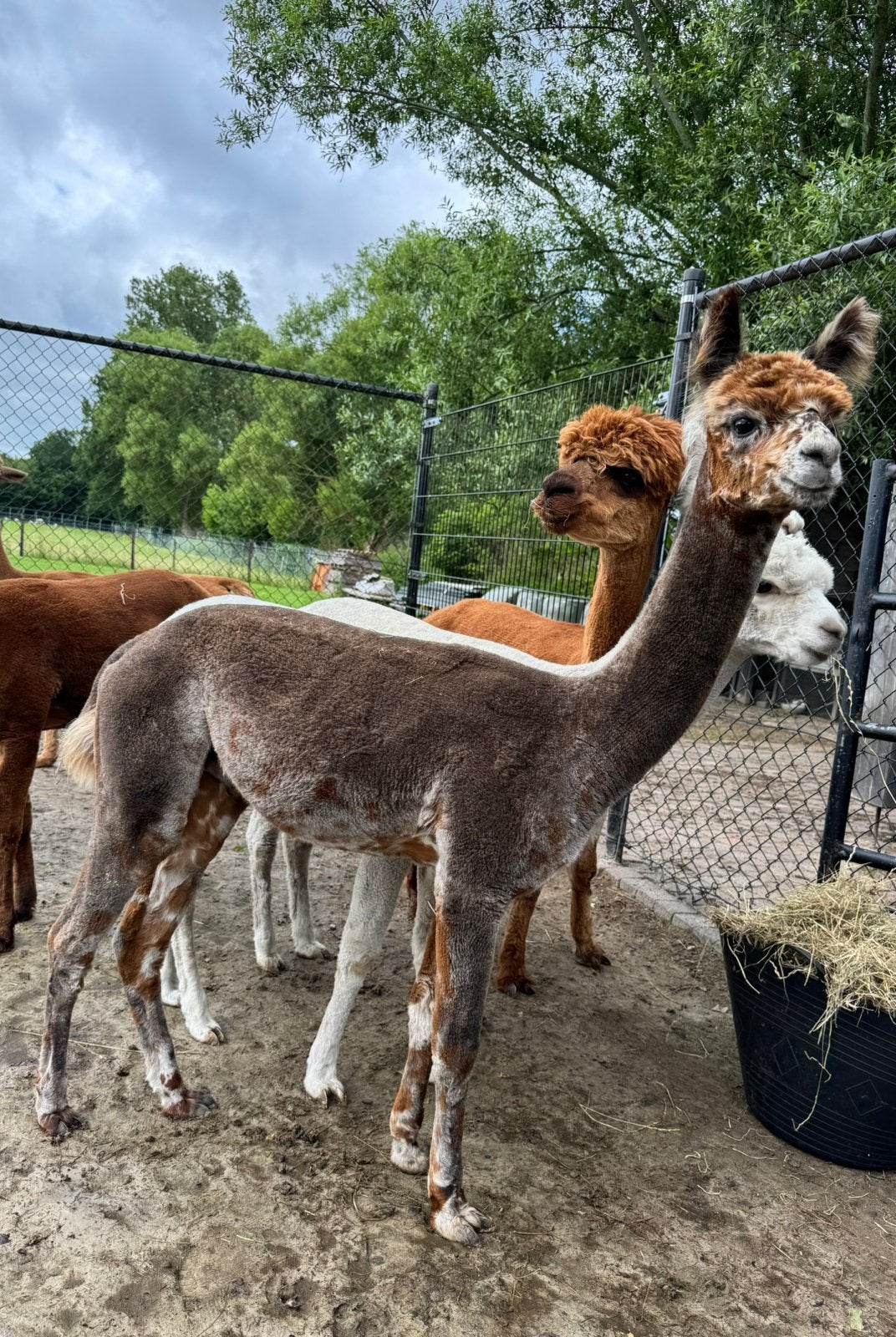 Alpaca appaloosa hengst, Dieren en Toebehoren, Overige Dieren, Juli, Mannelijk