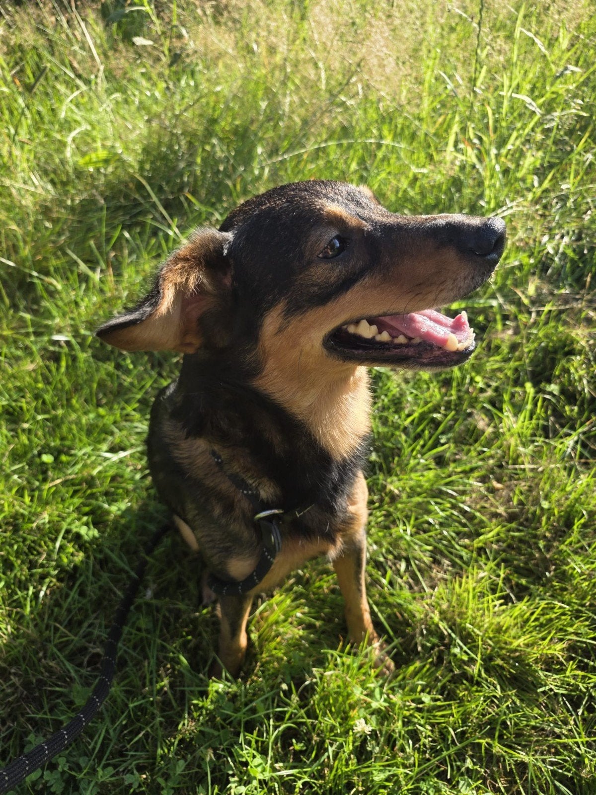 Bruno zoekt een mandje, HCC (leverziekte), Reu, Eén hond, Nederland