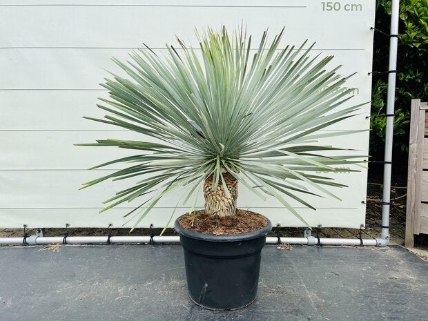 Palmboom - Yucca Rostrata - Stamhoogte 20-30 cm, Ophalen of Verzenden, 100 tot 250 cm, Zomer, Palmboom