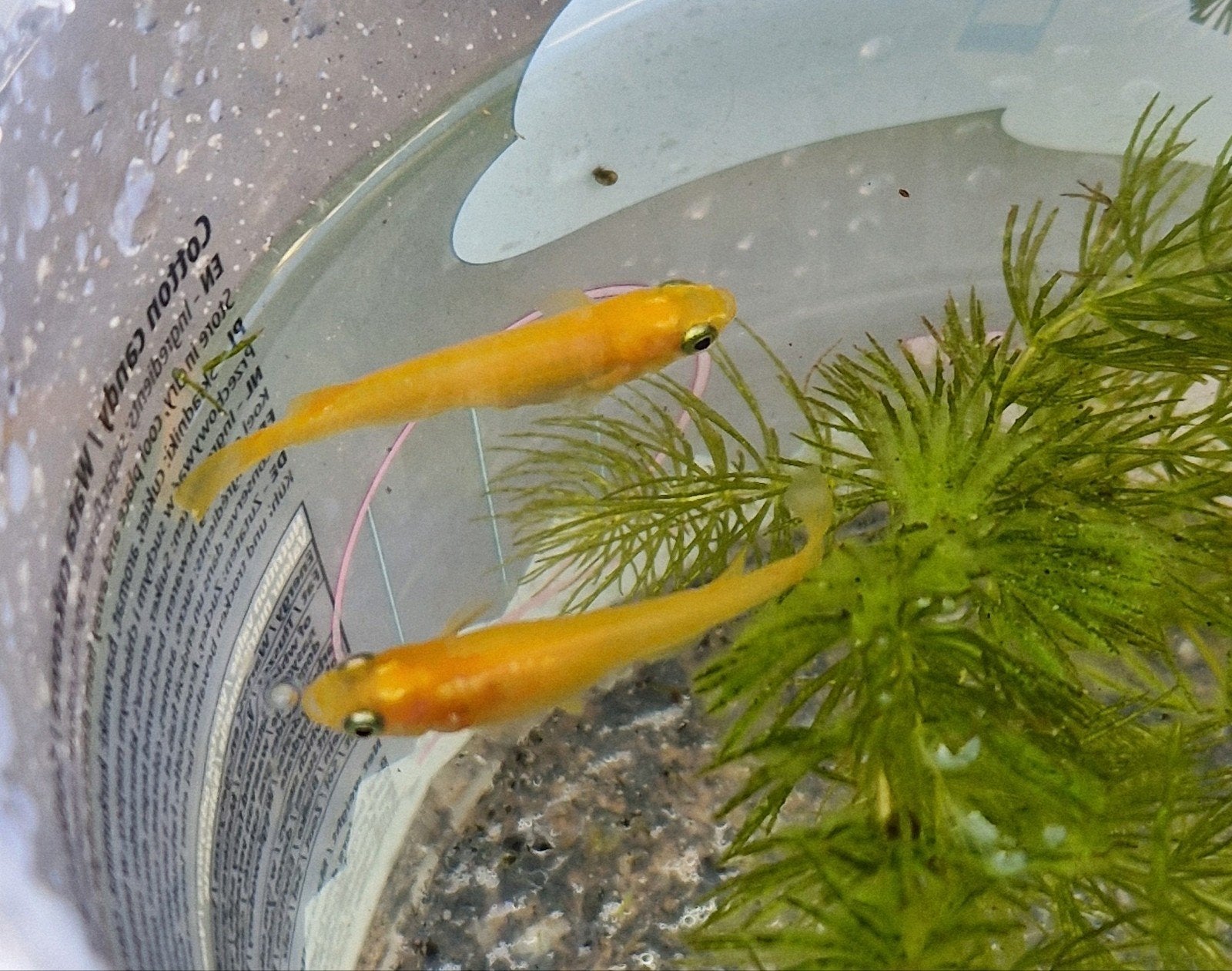 Oranje Japanse rijstvisjes (volwassen koppel), Overige soorten