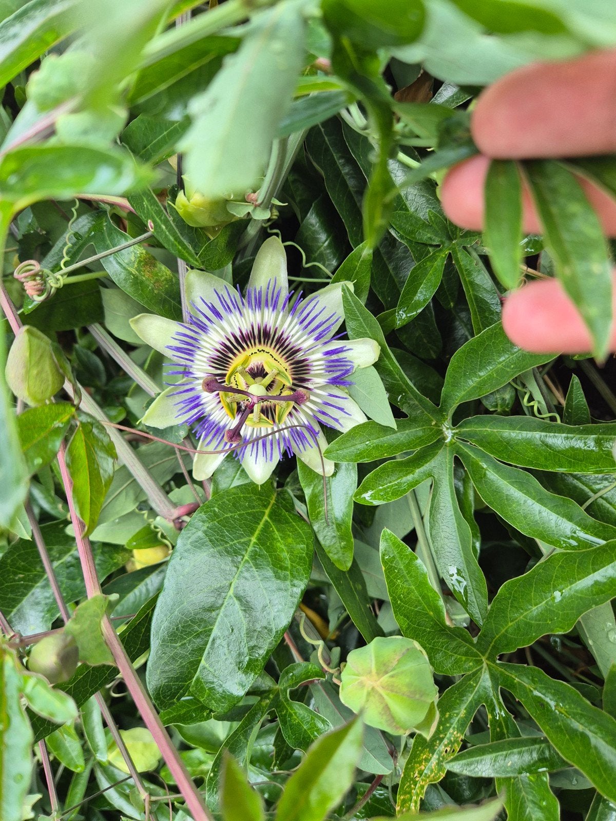 Prachtige Passiflora (Passiebloem), Ophalen, Gehele jaar, Volle zon, Zaad