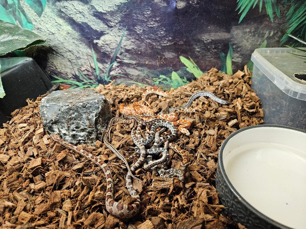 Pantherophis Guttatus Rattenslang Korenslang Corn Snake photo 5