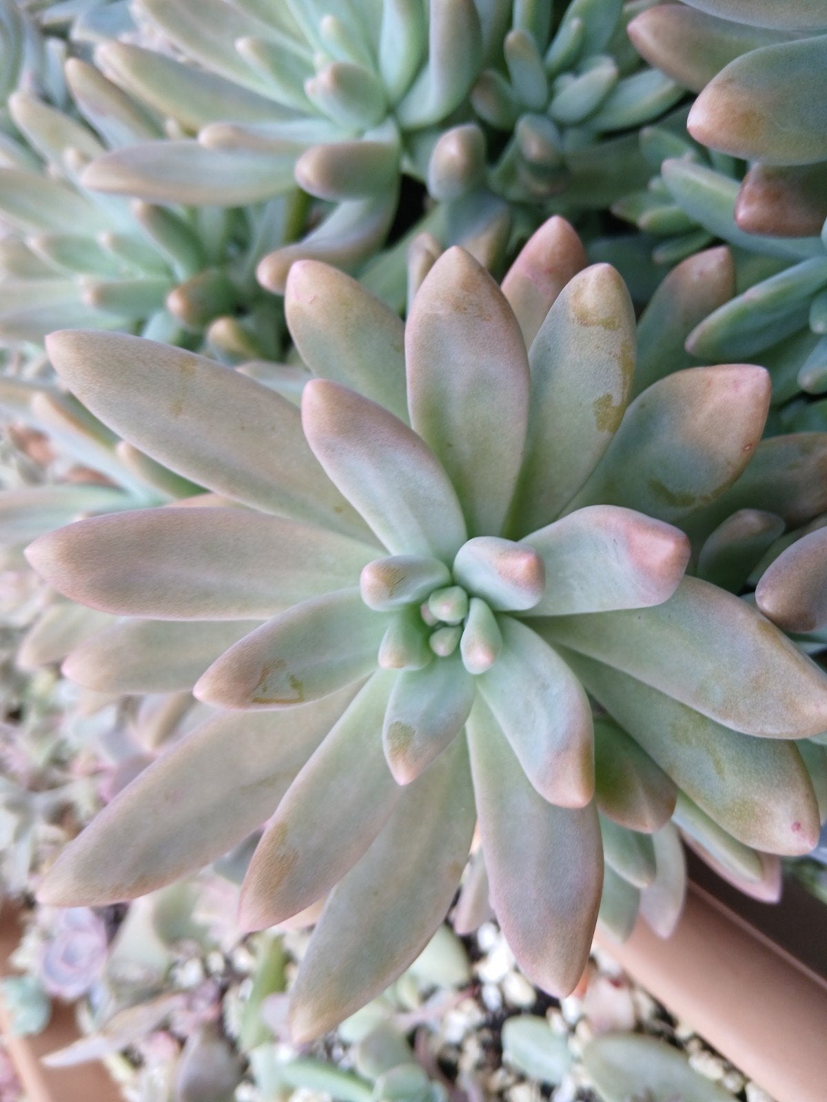 Vetplant succulent, Ophalen of Verzenden, Halfschaduw, Minder dan 100 cm