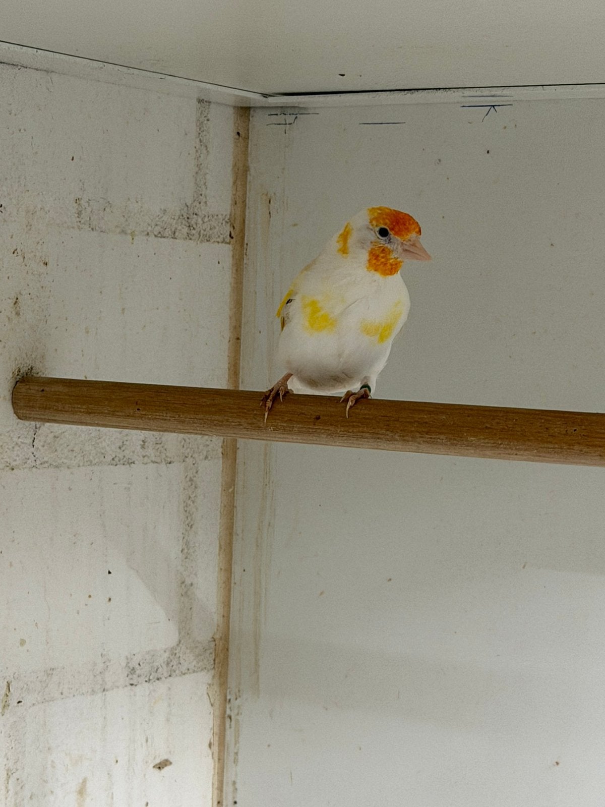 Putter, Dieren en Toebehoren, Mannelijk, Wildzangvogel
