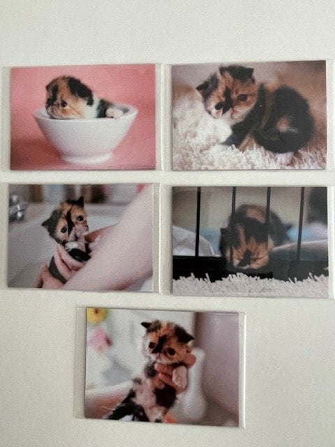 Magneet Magneten Poezen Poes Kat Kitten x 5 Nieuw in Blister, Ophalen of Verzenden, Nieuw, Dier
