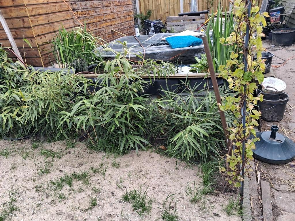 3 bakken bamboe, Tuin en Terras, Planten | Bomen, Ophalen, Bloeit niet, Halfschaduw, Overige soorten