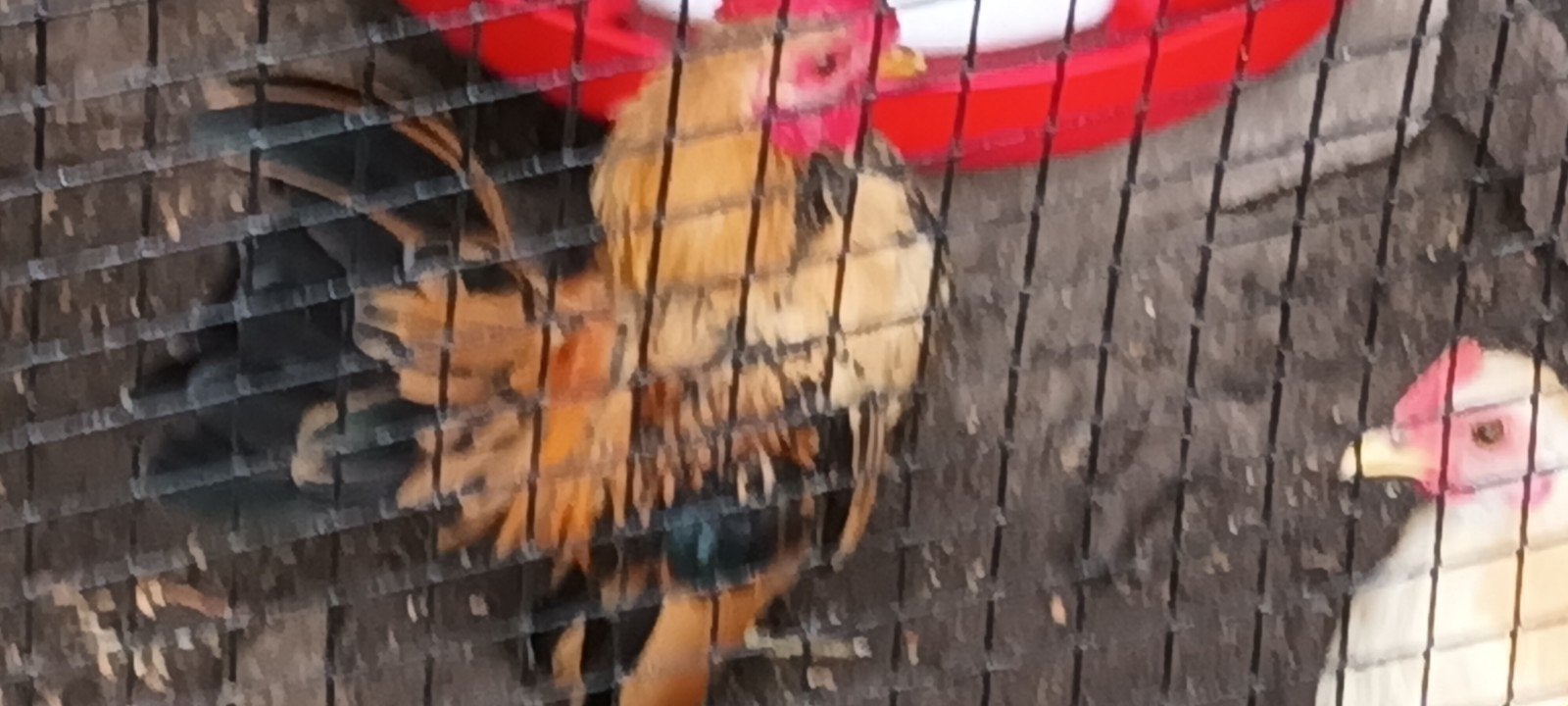 serama haantje, Mannelijk, Kip
