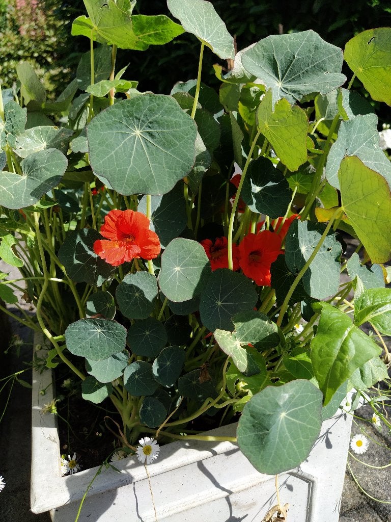 Te koop: zaden 1-, 2-jarigen en vaste planten, Ophalen, Volle zon, Zaad