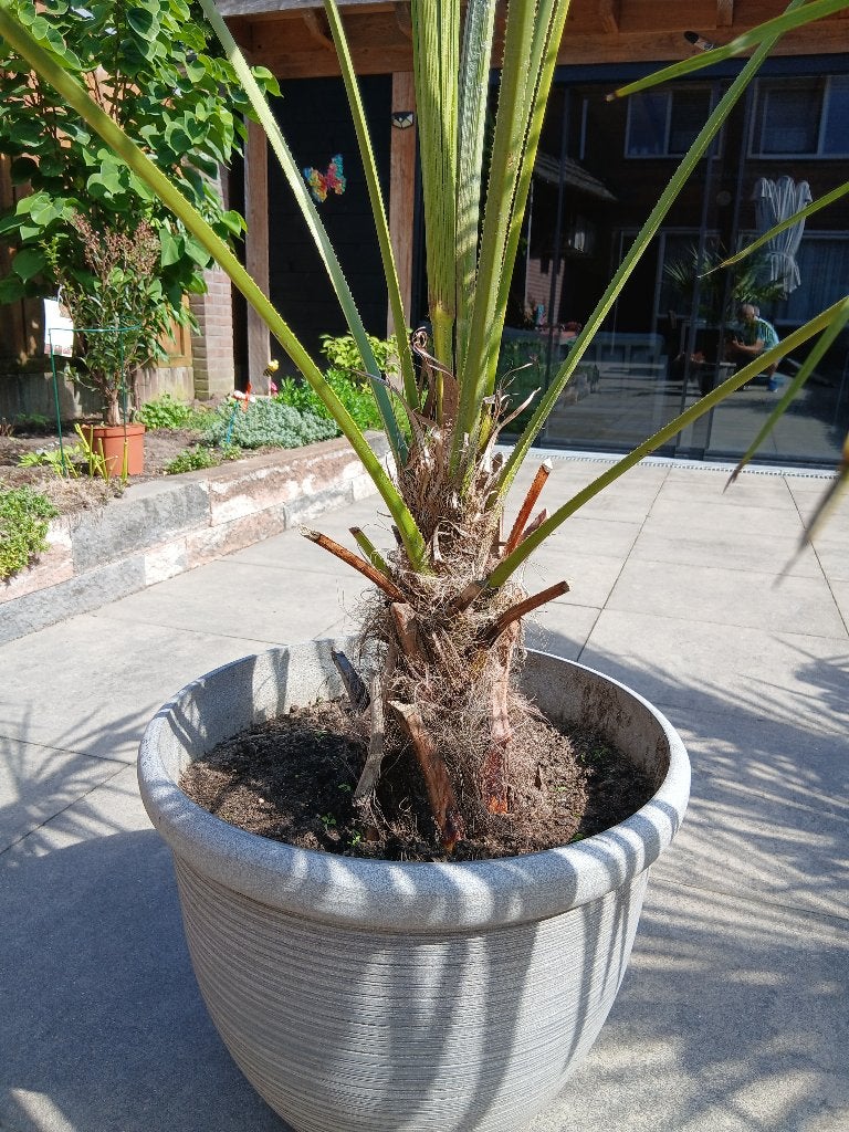 Grote Trachycarpus Fortunei Palm in pot, Volle zon, Vaste plant, Bloeit niet, Ophalen