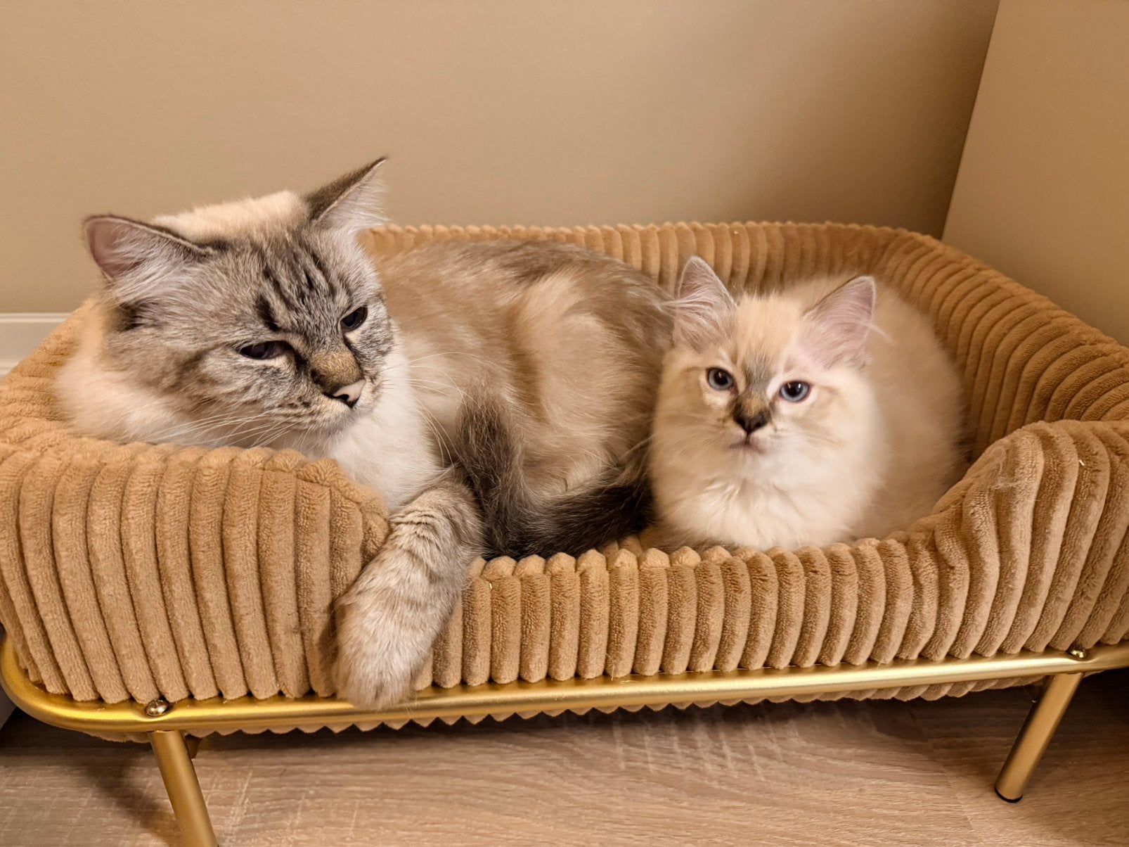 Ragdoll kittens, Meerdere dieren, Ontwormd, 0 tot 2 jaar