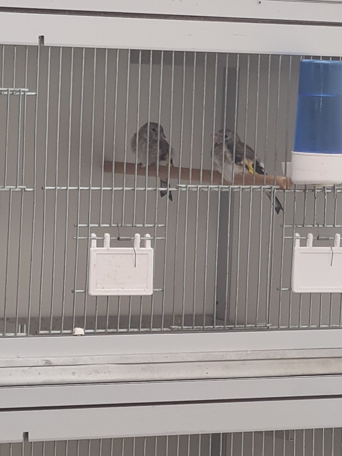 Majoor putters, Dieren en Toebehoren, Vogels | Overige Vogels, Meerdere dieren, Wildzangvogel