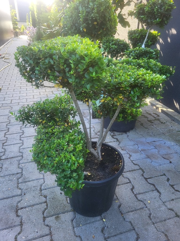 Ilex crenata."Green Hedge Bonsai, Bloeit niet, Halfschaduw, Overige soorten, Minder dan 100 cm