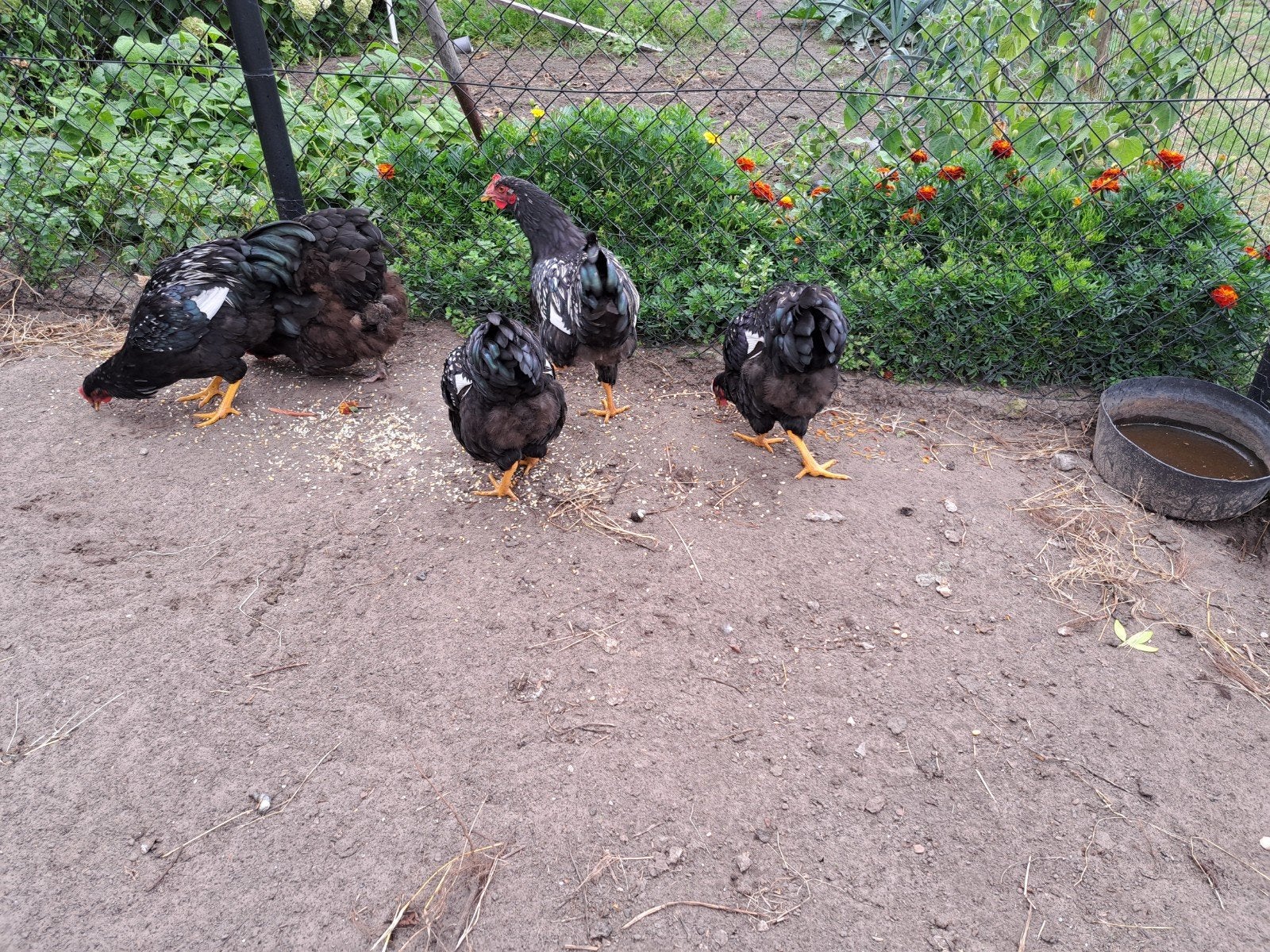 4 haantjes Barnevelders, Mannelijk, Kip