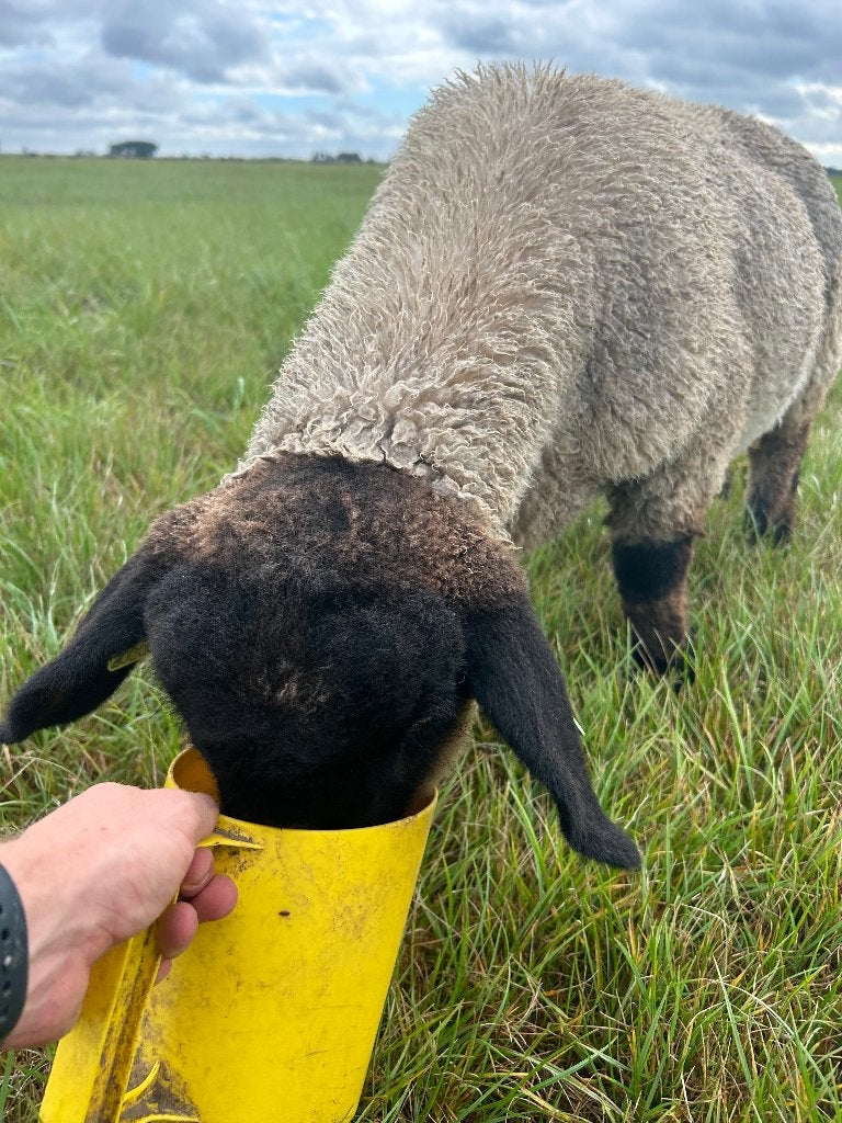 Stamboek Suffolk ram 2026, Dieren en Toebehoren, Schapen, Geiten en Varkens, Mannelijk, Schaap, 0 tot 2 jaar