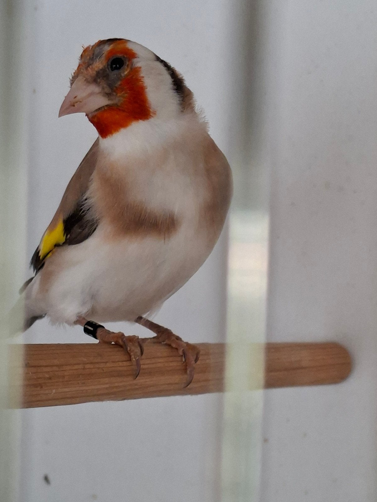 Putter man, Mannelijk, Wildzangvogel, Geringd