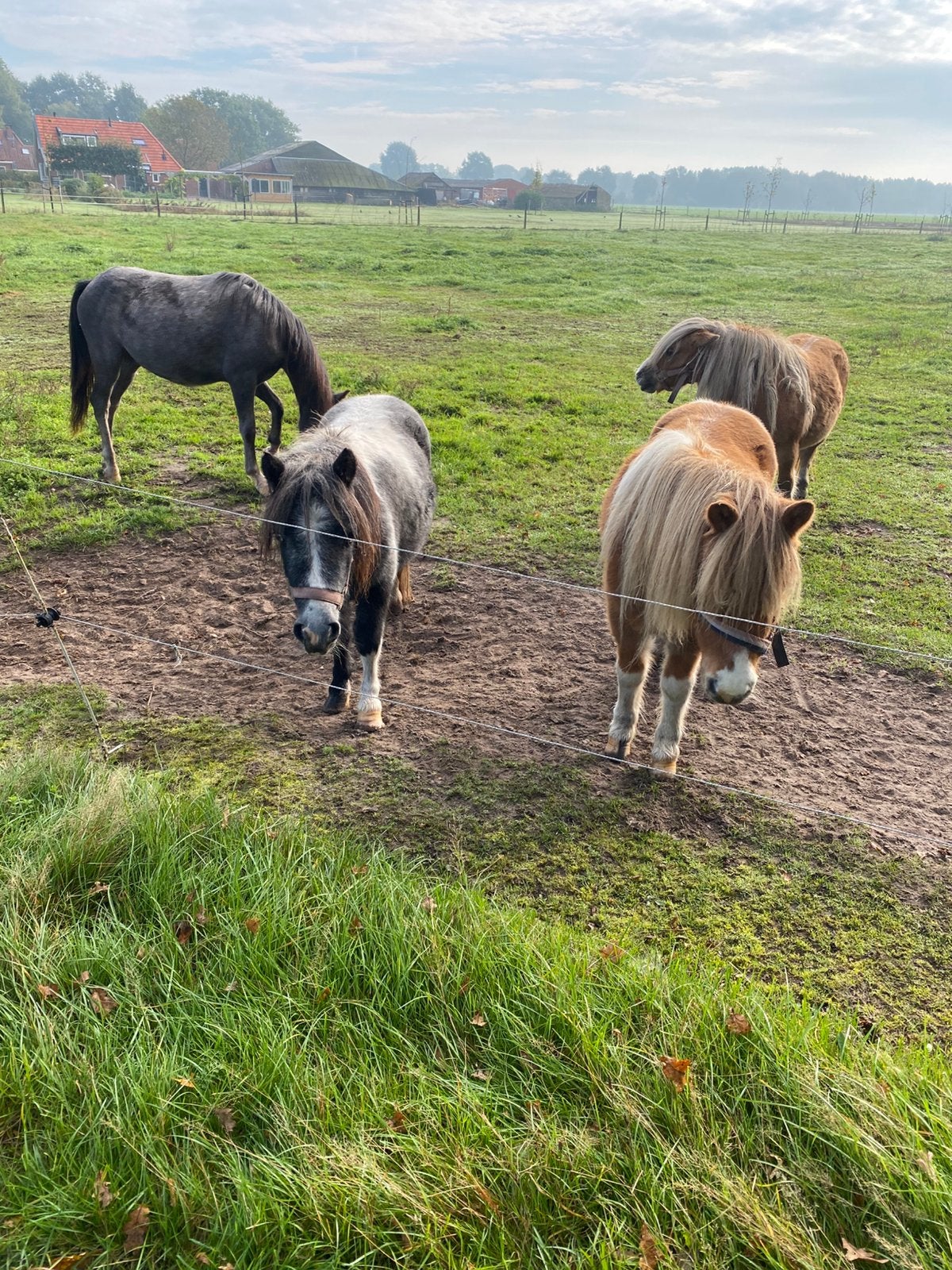 Zwart/schimmel bonte merrie, Merrie