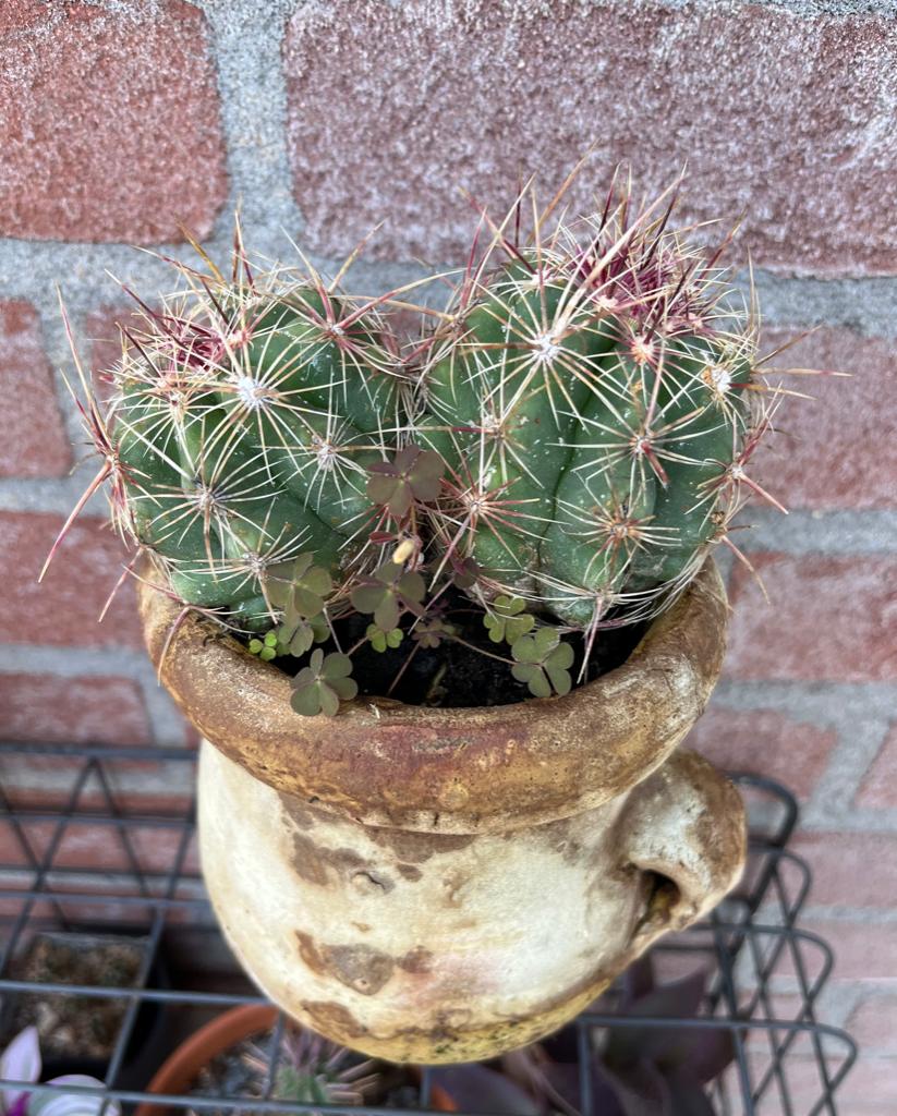 Cactus, Huis en Inrichting, Kamerplanten, Ophalen, Minder dan 100 cm, Volle zon, In pot