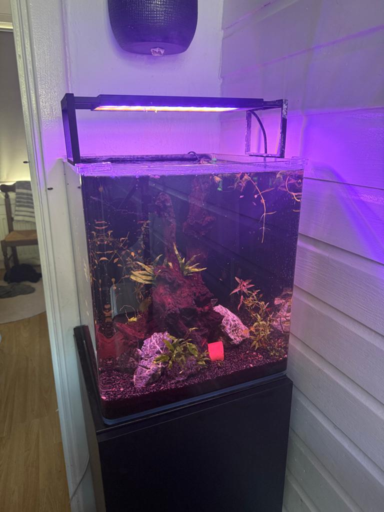 Complete dennerle nano aquarium 60 liter, Dieren en Toebehoren, Ophalen, Gevuld zoetwateraquarium