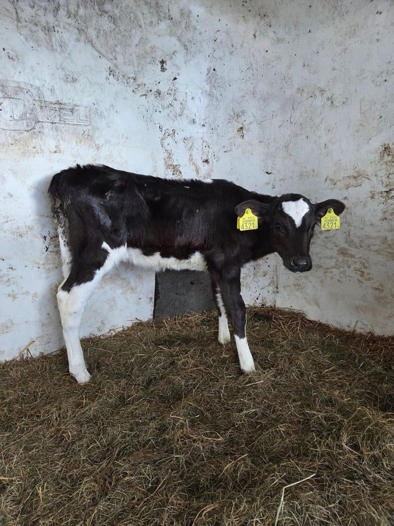 2 mooie vaars kalveren, Dieren en Toebehoren, Runderen, Vrouwelijk