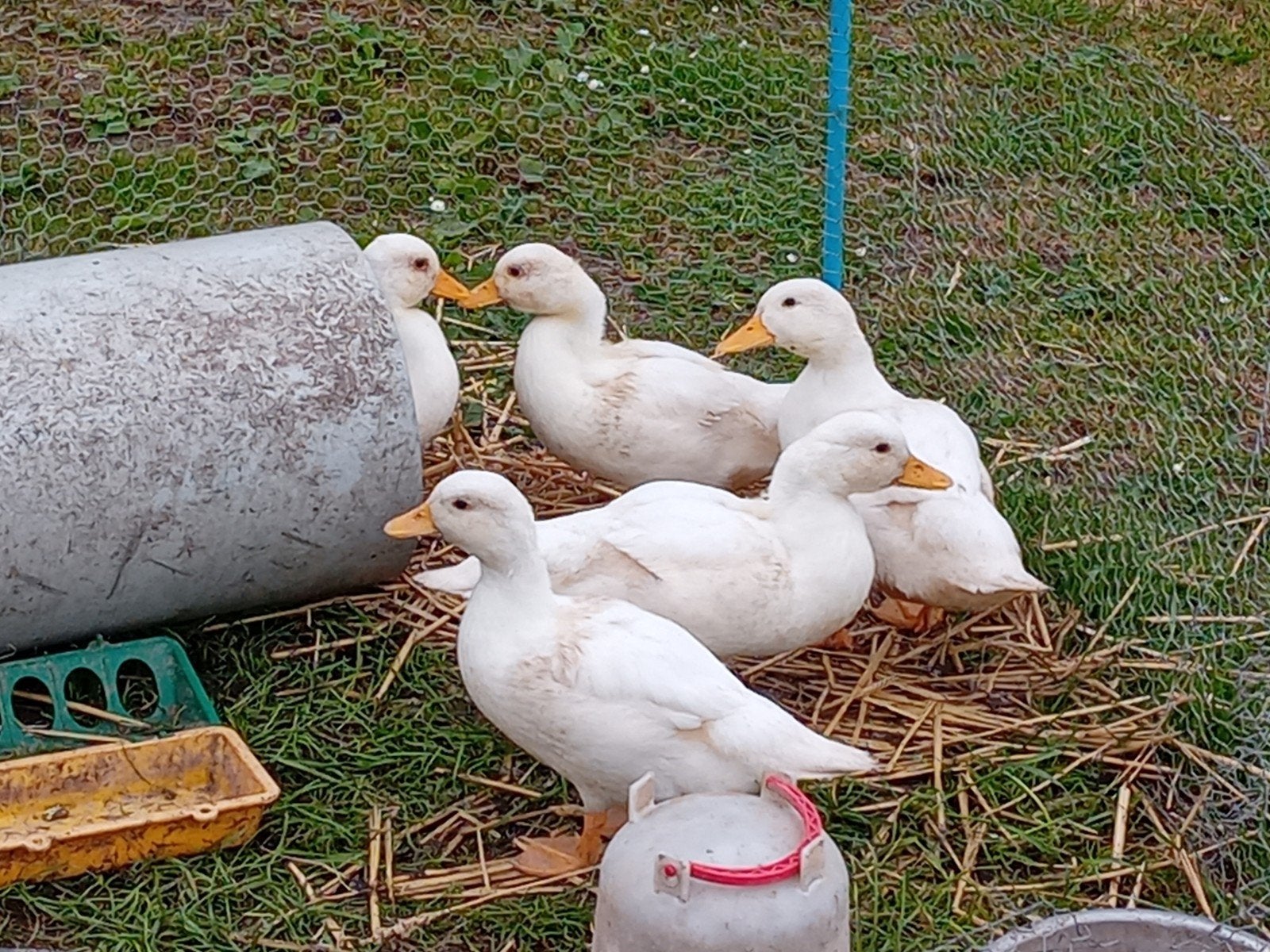 Witte kwakers 2026 10 euro per stuk, Dieren en Toebehoren, Pluimvee