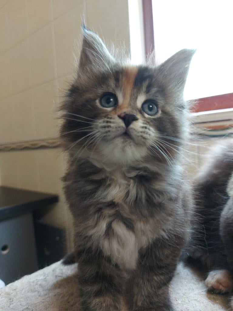 Russische Maine Coon Kitten, Kater, Met stamboom, 0 tot 2 jaar