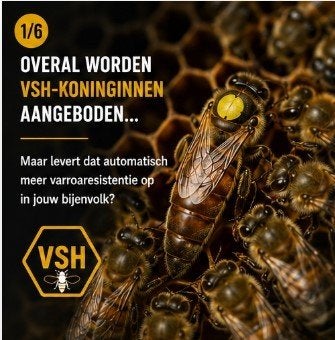 Buckfast koninginnen VSH, Dieren en Toebehoren, Bijen
