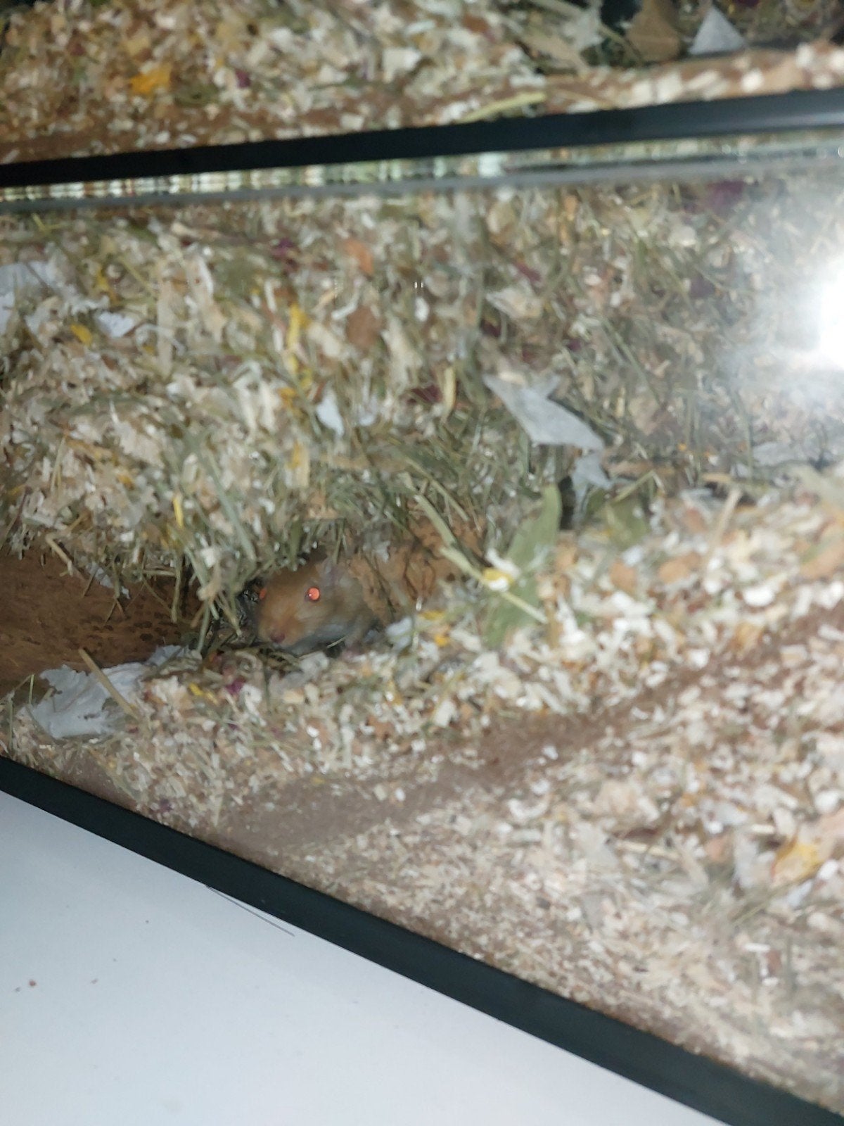 2 mongoolse gerbils broers, 8maandjes oud, Ophalen