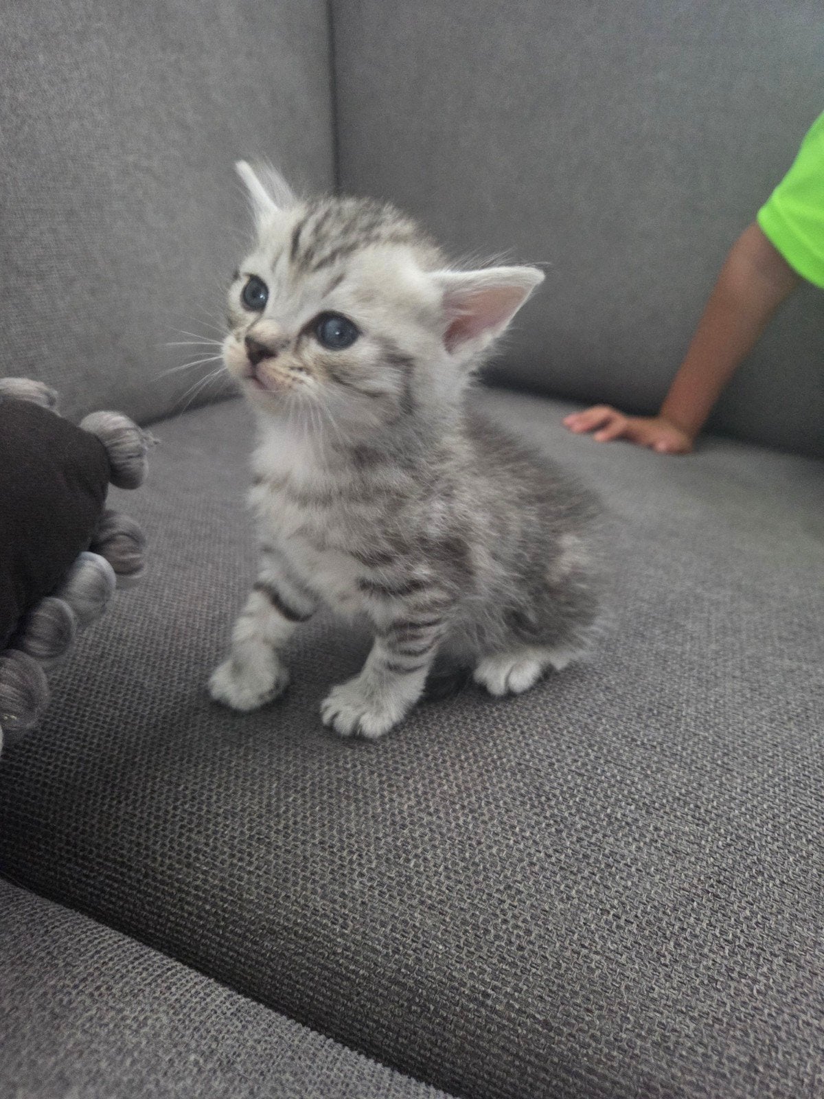 kittens, Dieren en Toebehoren, Katten en Kittens | Overige Katten, Meerdere dieren