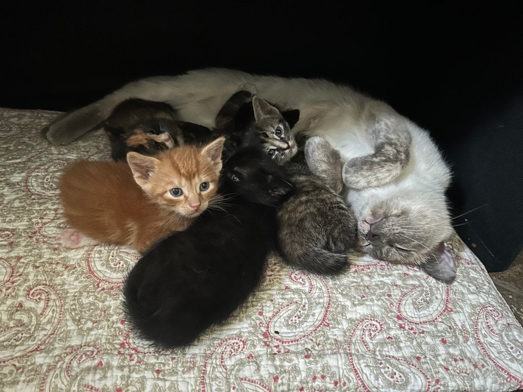 Kittens (kwart Ragdoll), Meerdere dieren, Kortharig, 0 tot 2 jaar