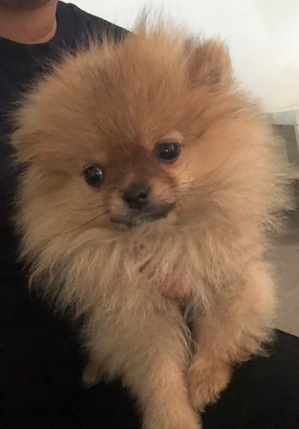 Pomeriaan Puppy Teefje Reutjes, Dieren en Toebehoren, Particulier, Keeshond, 15 weken tot 1 jaar, Reu