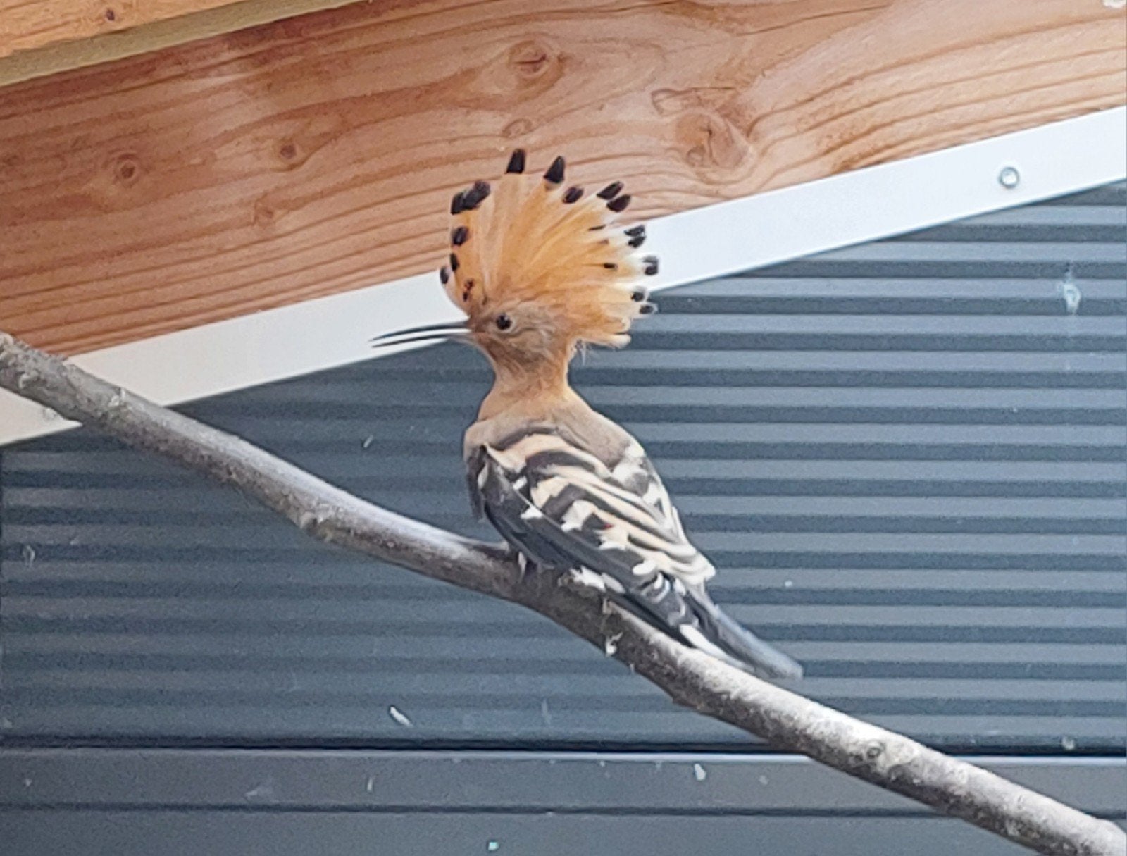 Hop man 2026 met dna, Mannelijk, Wildzangvogel, Geringd