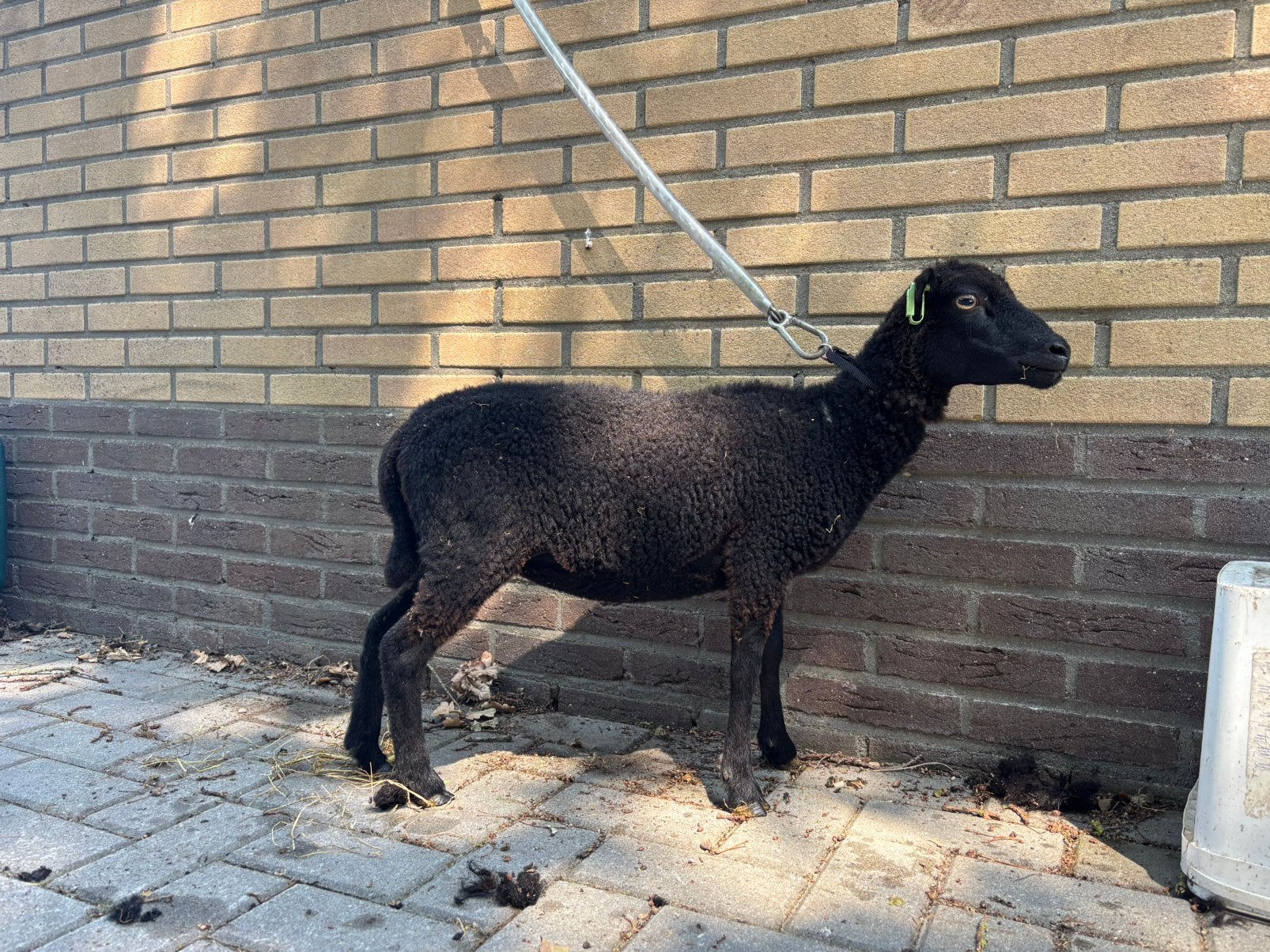 Mooi zwart ouessant ooitje, Dieren en Toebehoren, Schapen, Geiten en Varkens, Vrouwelijk, Schaap, 0 tot 2 jaar
