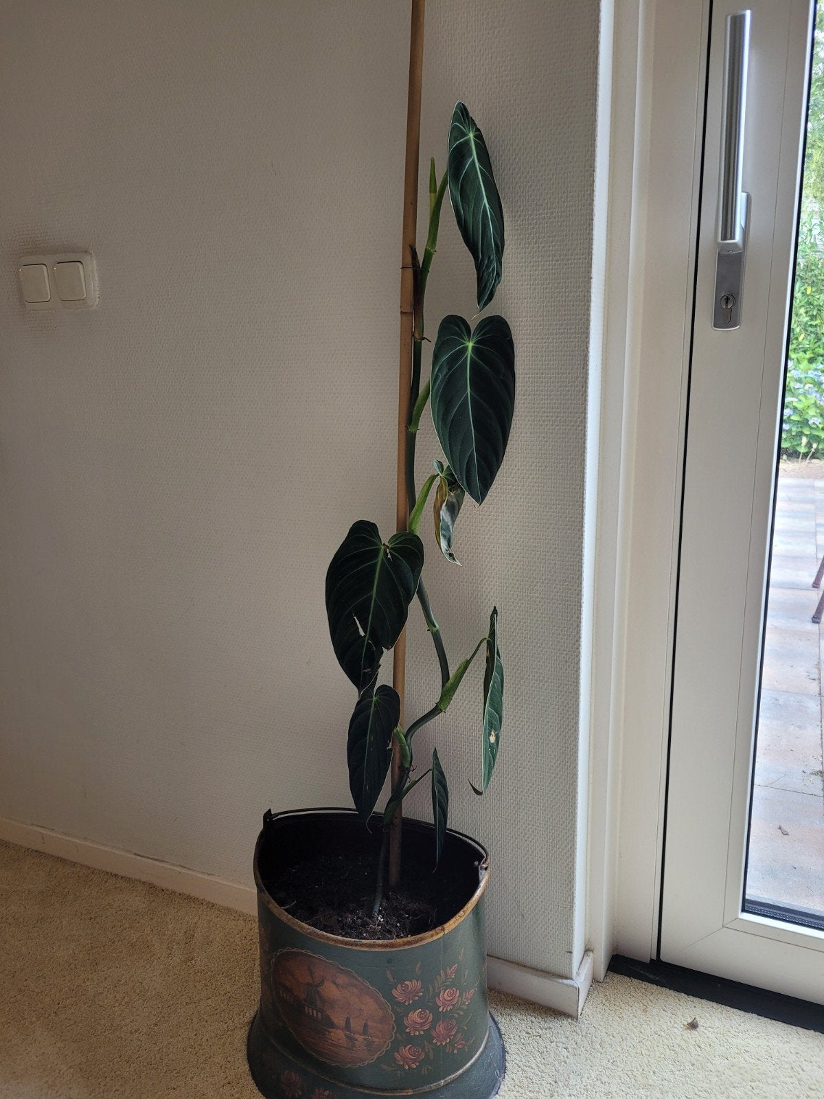 Philodendron melanochrysum - 110cm hoog, Ophalen, 100 tot 150 cm, Overige soorten, Halfschaduw