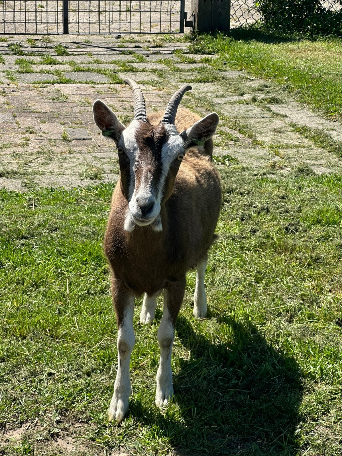 Bruine gehoornde toggenburger jaarling, Vrouwelijk, Schaap