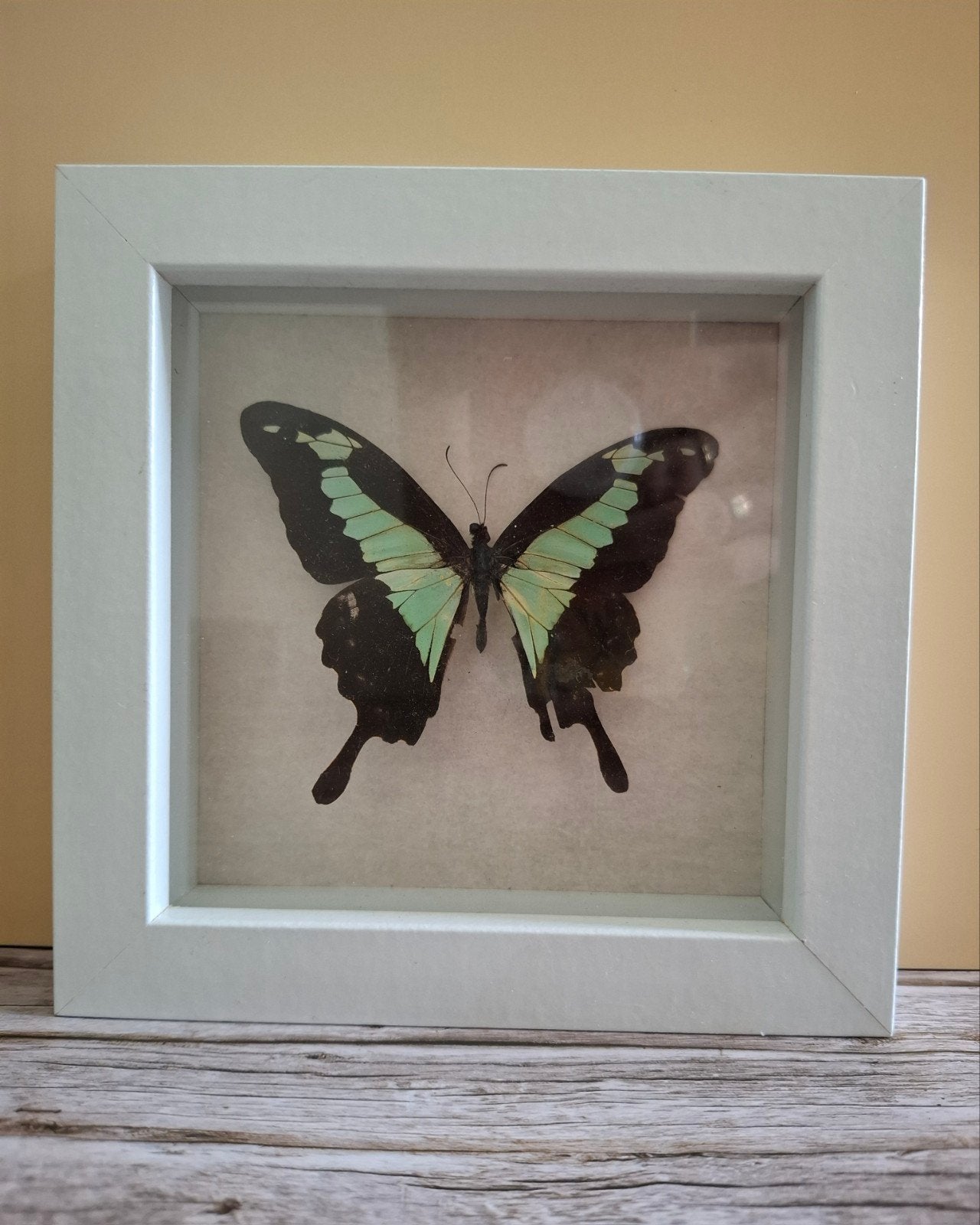 Papilio phorcas - vlinder in witte lijst, Ophalen of Verzenden, Nieuw, Insect, Opgezet dier