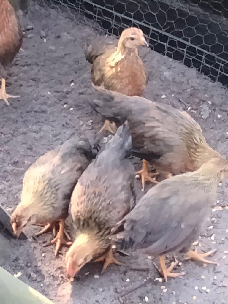 leghorn patrijs kuikens, Dieren en Toebehoren, Pluimvee, Meerdere dieren, Kip