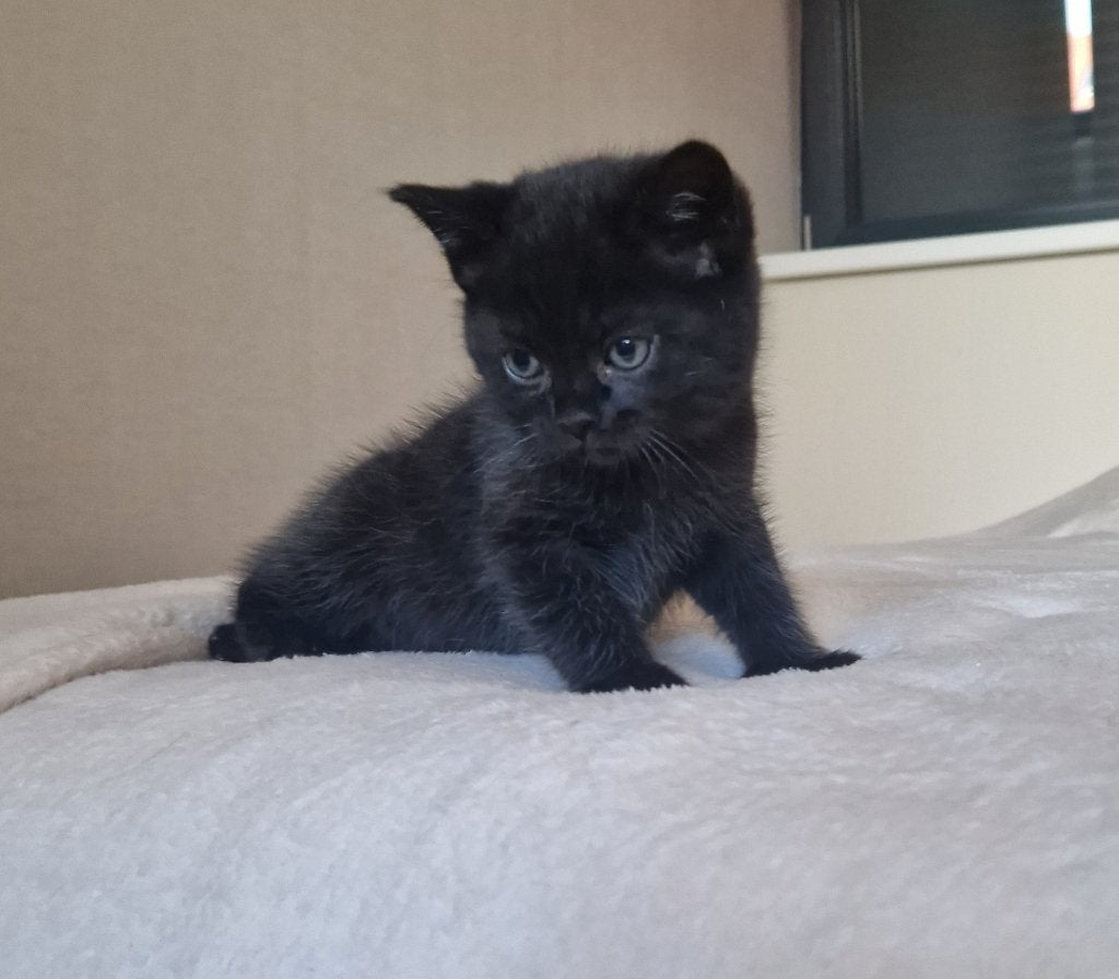 Britse korthaar/bengaal katers, Dieren en Toebehoren, Katten en Kittens | Raskatten | Korthaar, Kater, Ontwormd, 0 tot 2 jaar