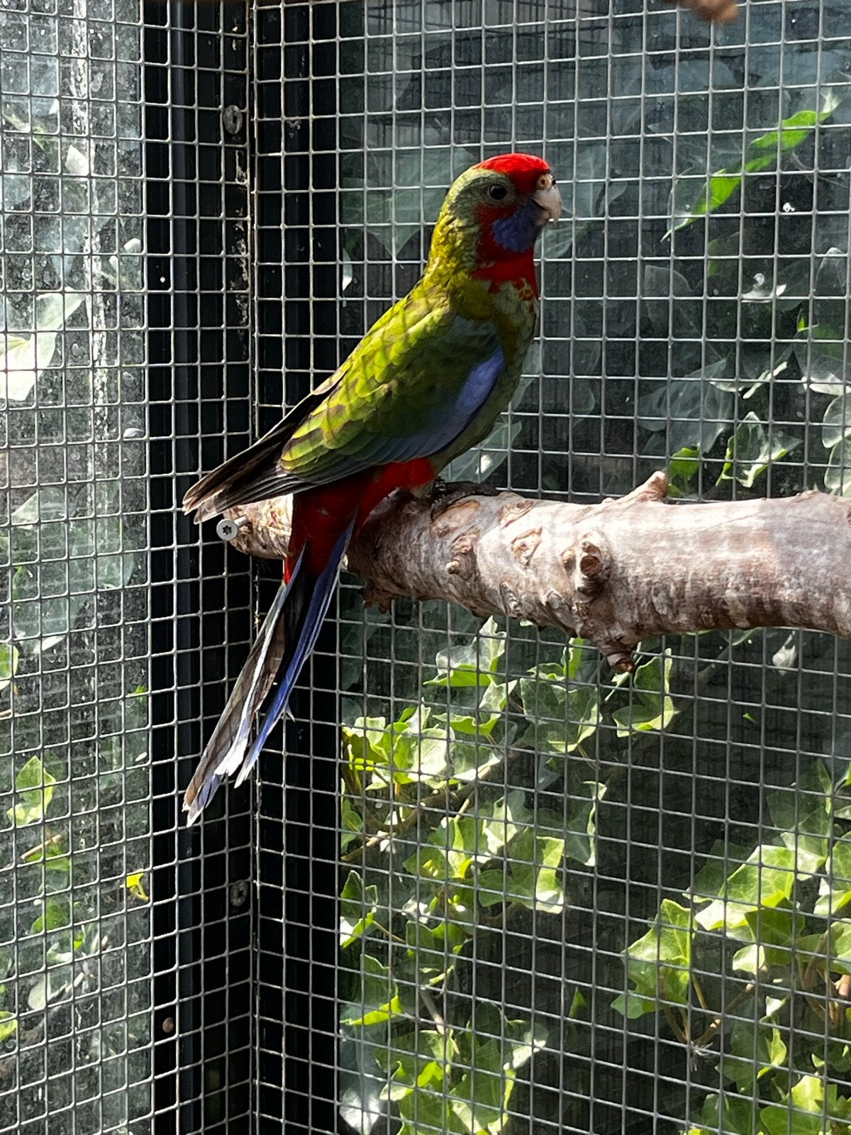 Jonge pennant rosella,s, Dieren en Toebehoren, Vogels | Parkieten en Papegaaien, Meerdere dieren, Dwergpapegaai of Agapornis, Geringd