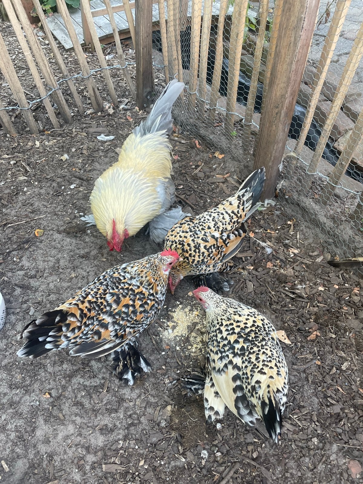 Toompje sabelpootkrielen 1 haan/3 hennen, Dieren en Toebehoren, Pluimvee, Meerdere dieren, Kip