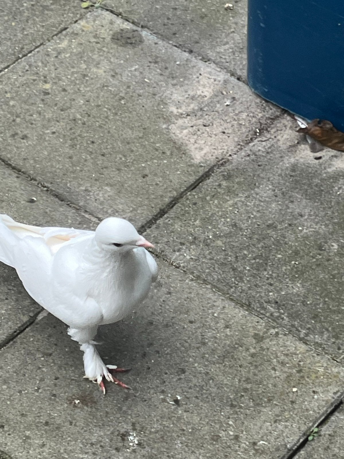 Mooie takla duif vliegt goed en speelgoed