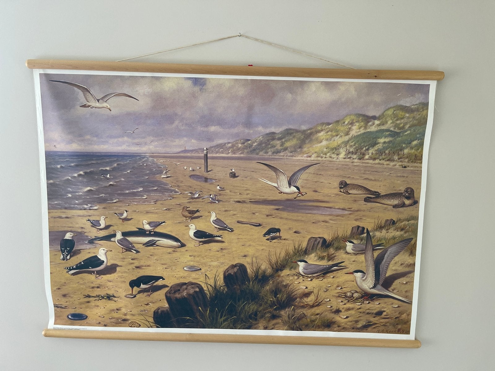 Vintage schoolplaat: Strandleven met vogels en zeehonden, Ophalen of Verzenden, Natuur en Biologie