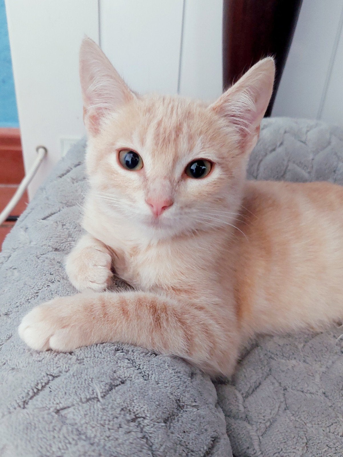 Lief cream rood katertje, Kater, Kortharig, 0 tot 2 jaar