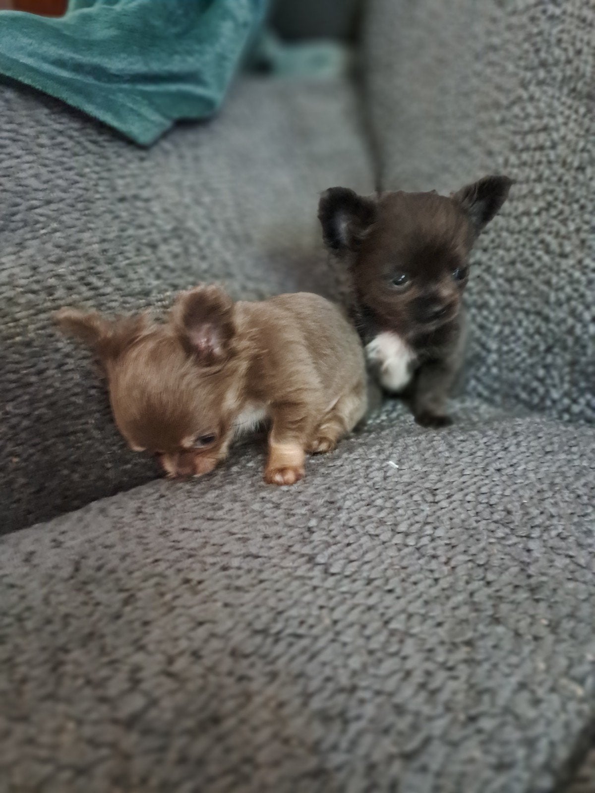 chihuahua, Dieren en Toebehoren, 8 tot 15 weken, Meerdere dieren, Eén hond, Chihuahua