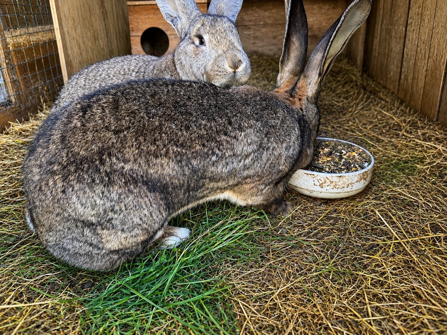 Duitse en vlaamse reus ( zeer groot ! ), Dieren en Toebehoren, Konijnen, Meerdere dieren, Groot